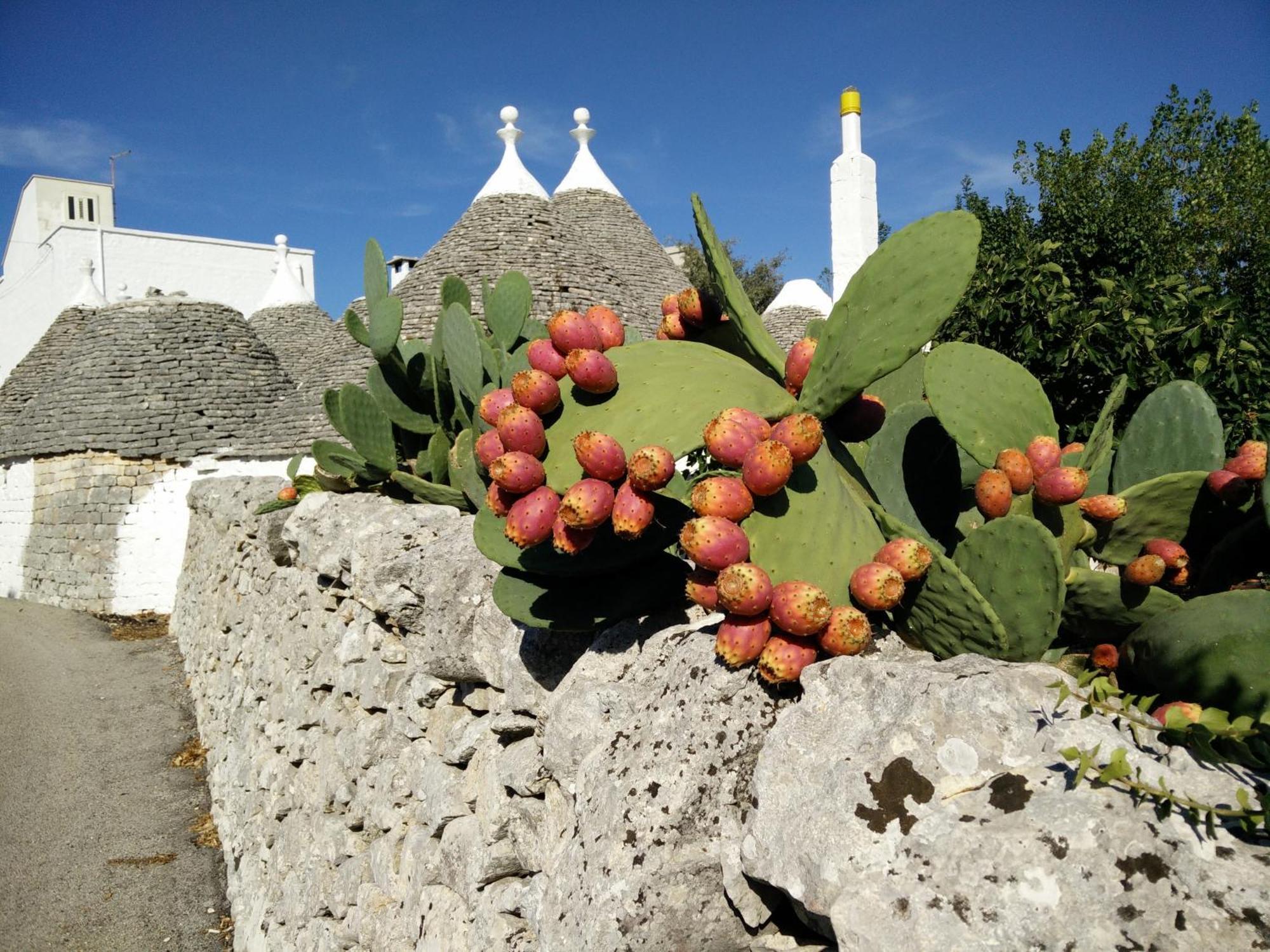 Bed & Breakfast La Collinetta Locorotondo Dış mekan fotoğraf